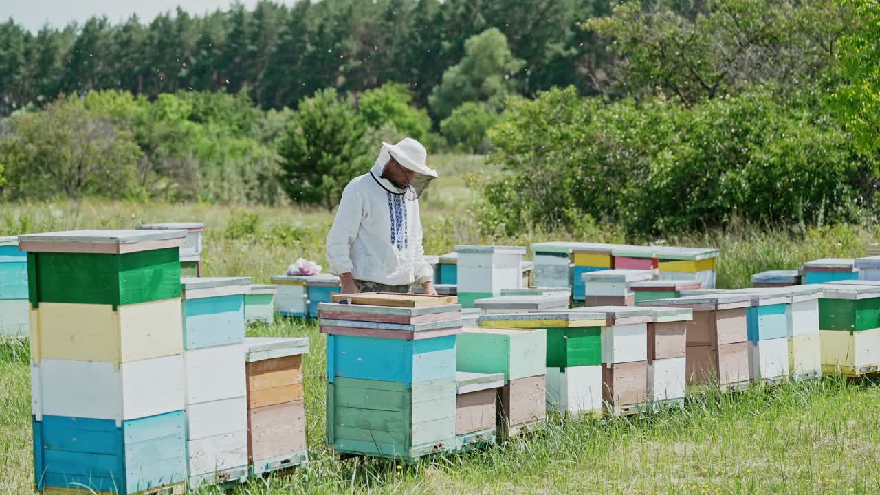 Beekeeper is working with bees and beehives on the apiary. Frames of a bee hive