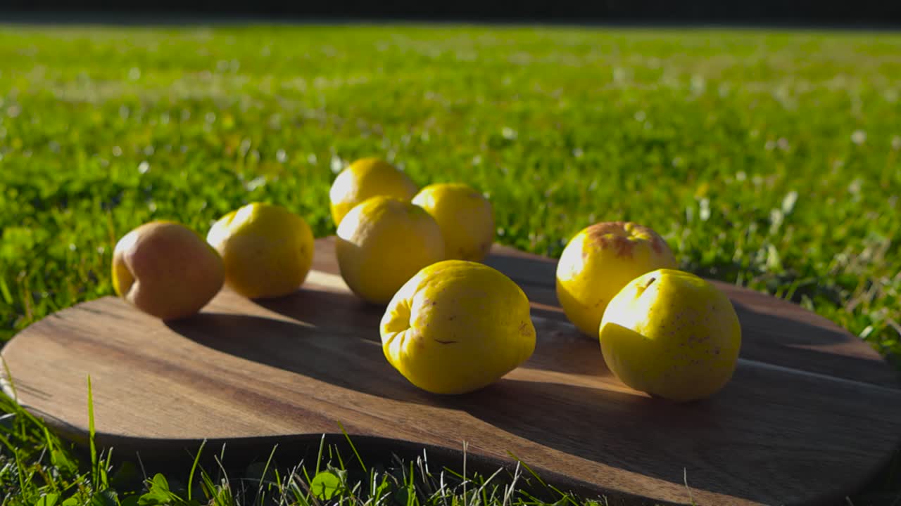 Slowly moving footage of yellow quince fruits on a wooden chopping board which is placed on a green grass lawn. Sunlight shines on the chaenomeles casting soft shadows on the board during sunny day.