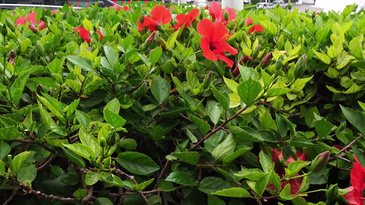 Very beautiful red flowers moving in the wind with lots of very bright green leaves