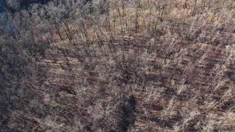 brown trees in forest. flight over the forest without leaves. naked trees with no leaves. nature background. top aerial view.