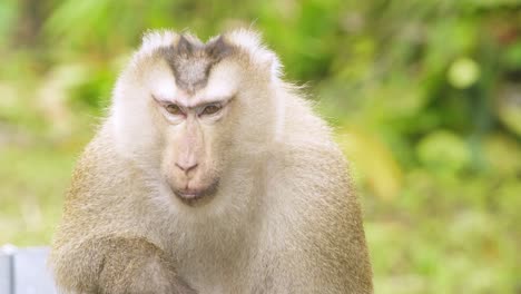 mono viejo confundido, macaco de cola de cerdo se rasca la cabeza con incredulidad