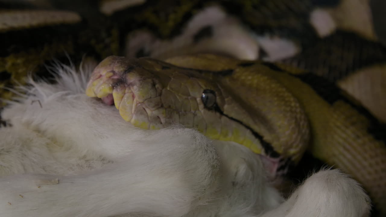 Reticulated Python Eating A Large Mammal Wrapped Up In Powerful Grip ...