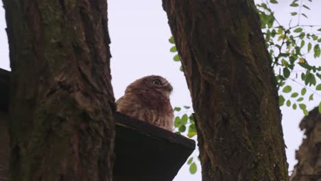 little owl on a tree watching the camera, veluwe national park, netherlands