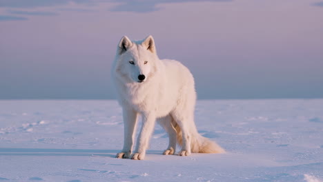 arctic white wolf in a snowy winter landscape