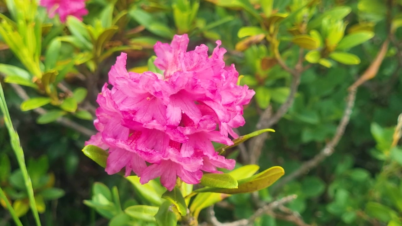 Close-up Bunga Alpenrose yang Cerah Bergoyang Lembut Diterpa Angin di Ketinggian Pegunungan Alpen Swiss. Bunga alpine yang dilindungi ini menonjolkan keindahan halus dan keanekaragaman warna alam pegunungan.