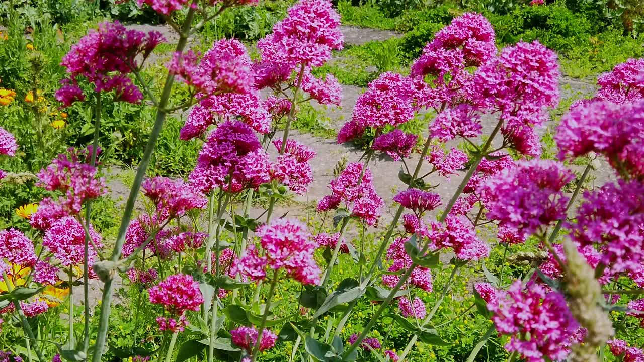 Beautiful Red Valerian swaying in a summer breeze