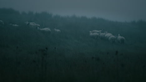 sheep in misty field. animals in countryside