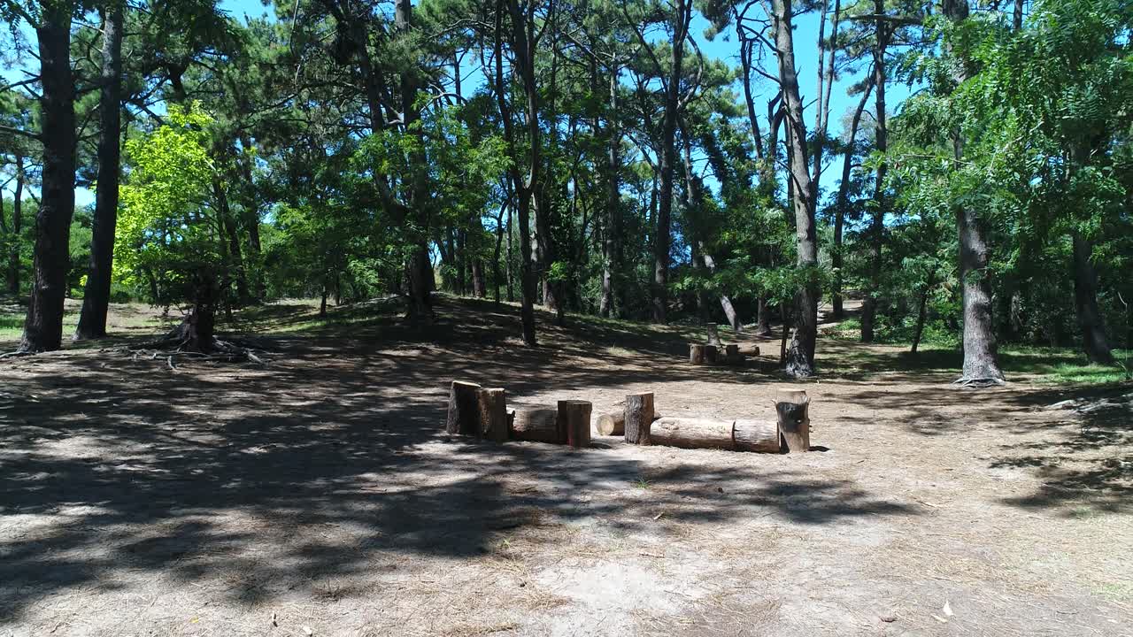 Panorering av en solfylt skog med trestubber
