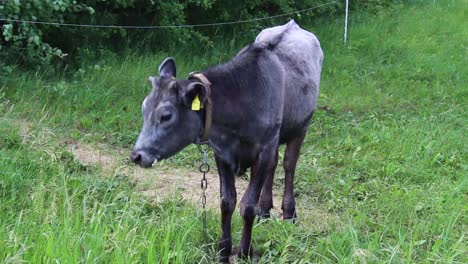 Junge-Neugierige-Kuh-Färse,-Die-Gras-Isst