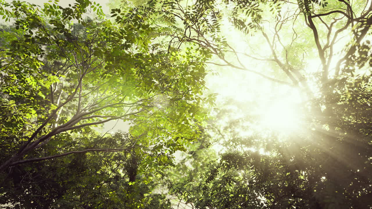 빛이 울창한 숲의 지붕을 통해 흐르고 있습니다.