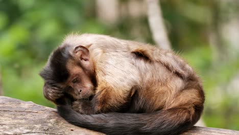 Close-up-shot-of-beautiful-monkey-relaxing-outdoors-on-wood-trunk-in-sun