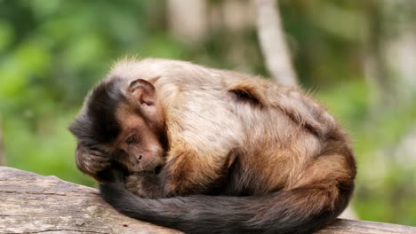 Primer-Plano-De-Un-Hermoso-Mono-Relajándose-Al-Aire-Libre-En-Un-Tronco-De-Madera-Al-Sol