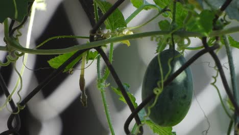 hortalizas - alimentos - frutas