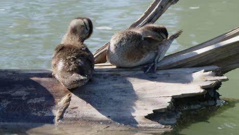 slo mo: cute fuzzy ducklings groom their feathers on sunny wetland log