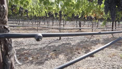 a static shot of drip lines watering grape vines in napa ca