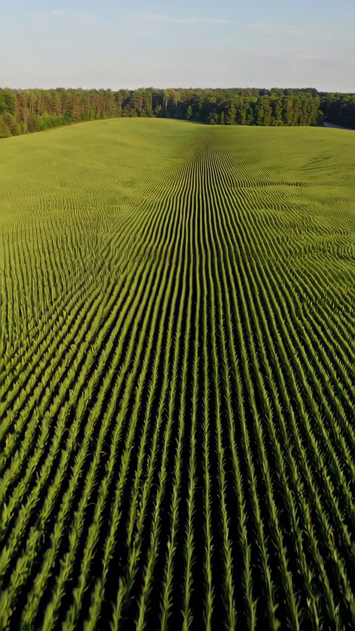vista aerea de un maizal