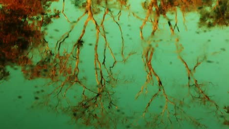 el reflejo del árbol de la sabana brasileña en el agua ondulada