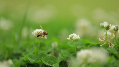 Abeja-Melífera-Recolectando-Polen-En-Una-Flor-Blanca