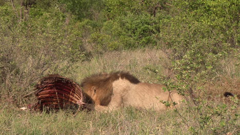 Un-Poderoso-León-Macho-Moviendo-El-Cadáver-De-Una-Presa