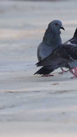 dos palomas que muestran un comportamiento de cortejo