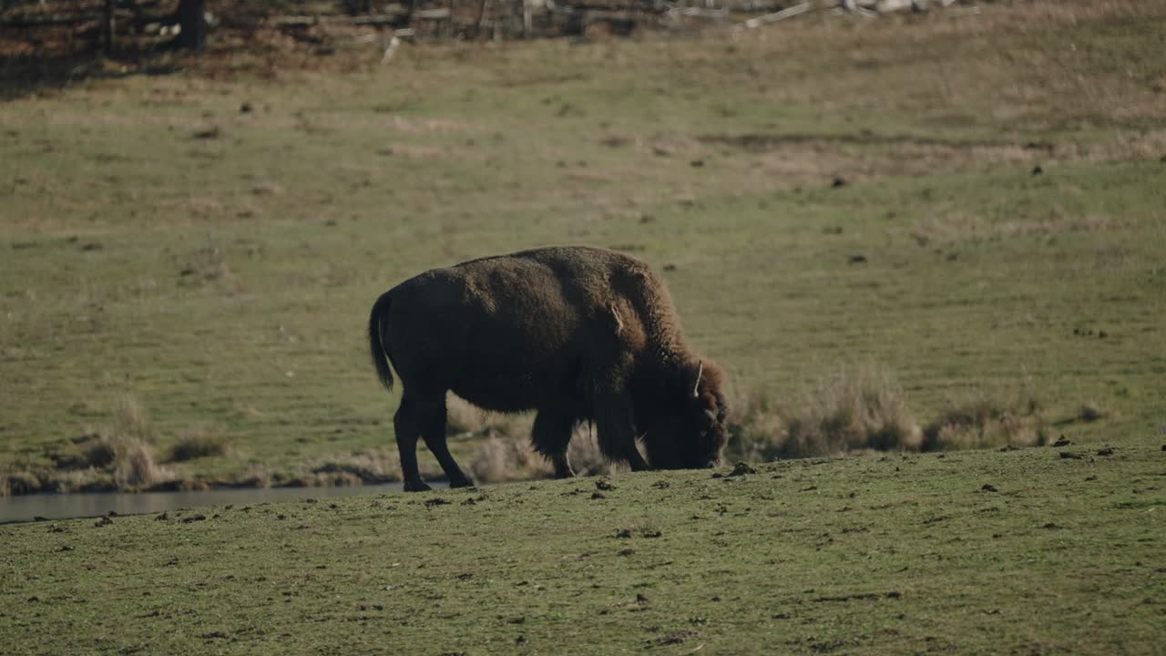 Bisonte che pascola in un campo nel Parc Omega, un parco safari in Quebec, Canada.