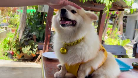 a pomeranian dog in a yellow outfit enjoys being petted at an outdoor restaurant in phuket, thailand. bright, cheerful atmosphere