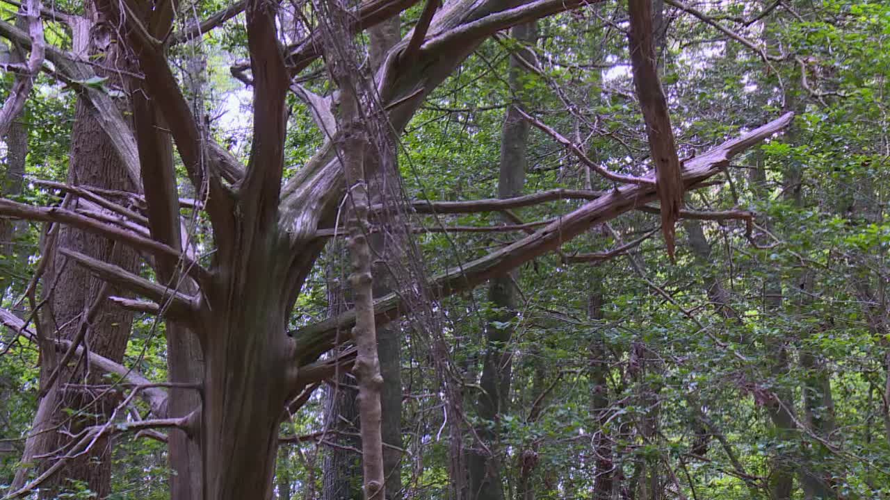 Ancient Trees With Dried Bark And Branches In Blackwater National Wildlife Refuge, Maryland