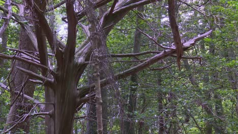 Ancient-Trees-With-Dried-Bark-And-Branches-In-Blackwater-National-Wildlife-Refuge,-Maryland