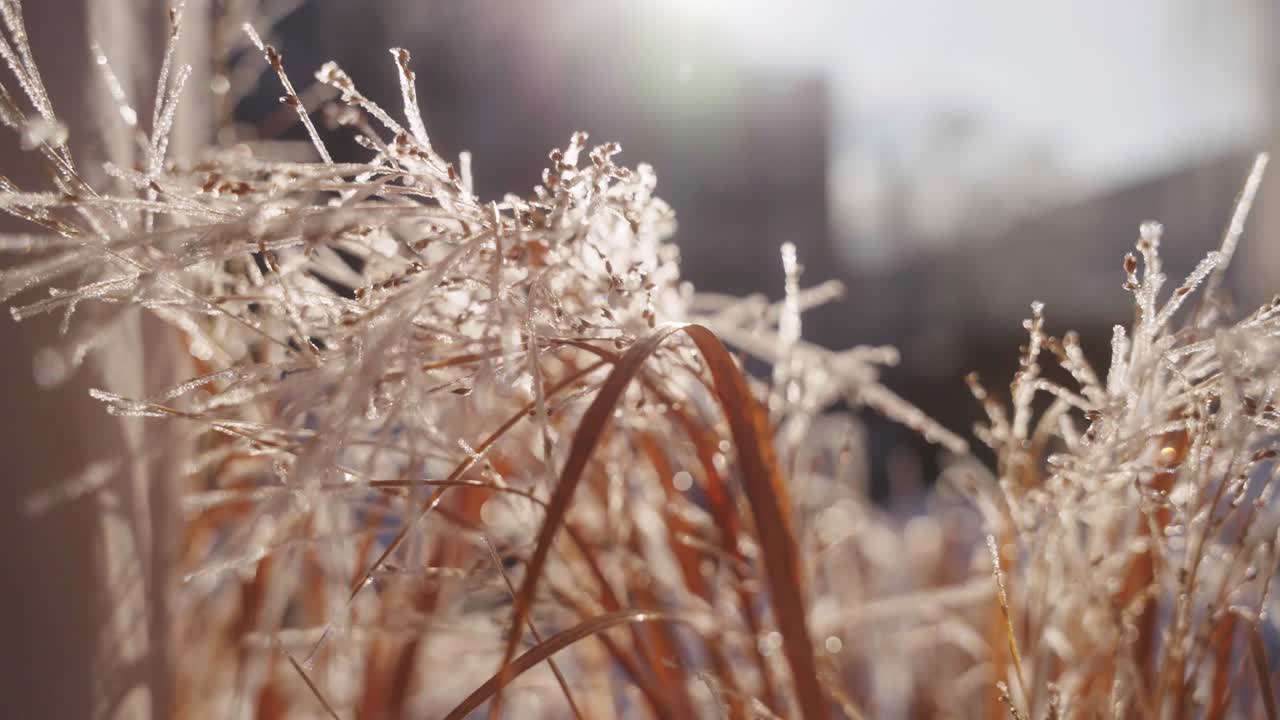 Close up of Frozen Grass