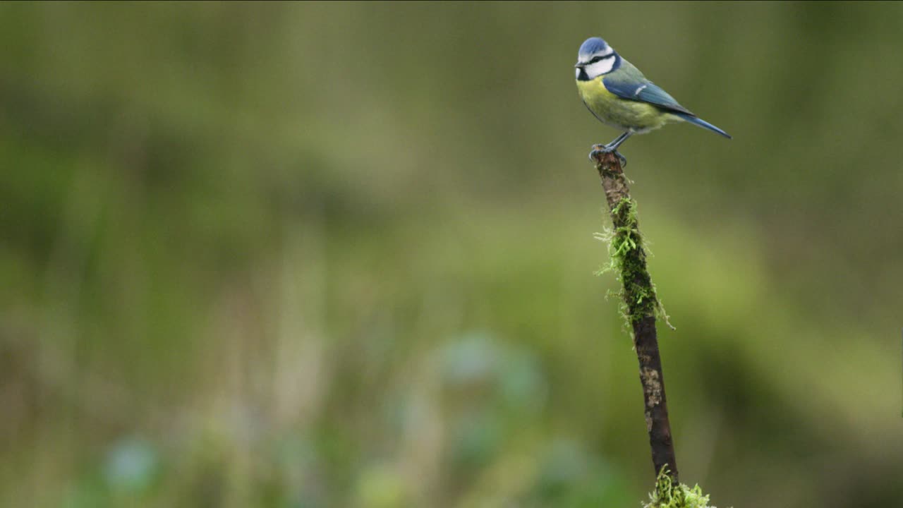 Una cinciarella si alza in volo e si appollaia sulla cima di un ramo muschioso.