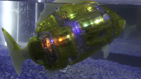 robot fish in aquarium display