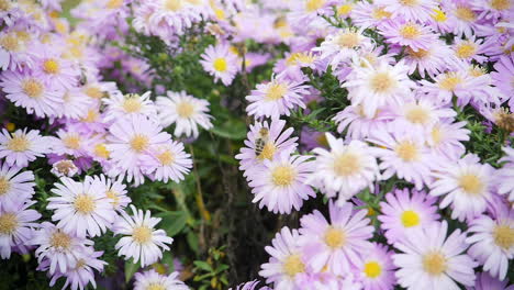 bee pollinates a purple flower in slow motion