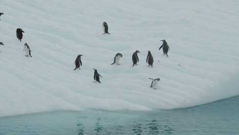 group of gentoo penguins in antarctica playing on floating ice berg before sliding down to the water and diving in