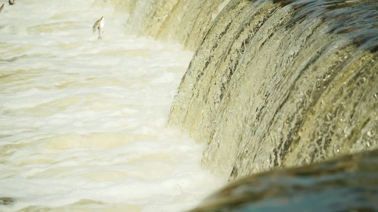 Spring migration captured at Ventas Rumba with flying fish defying water power