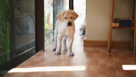 Cachorro-De-Golden-Retriever-En-Casa