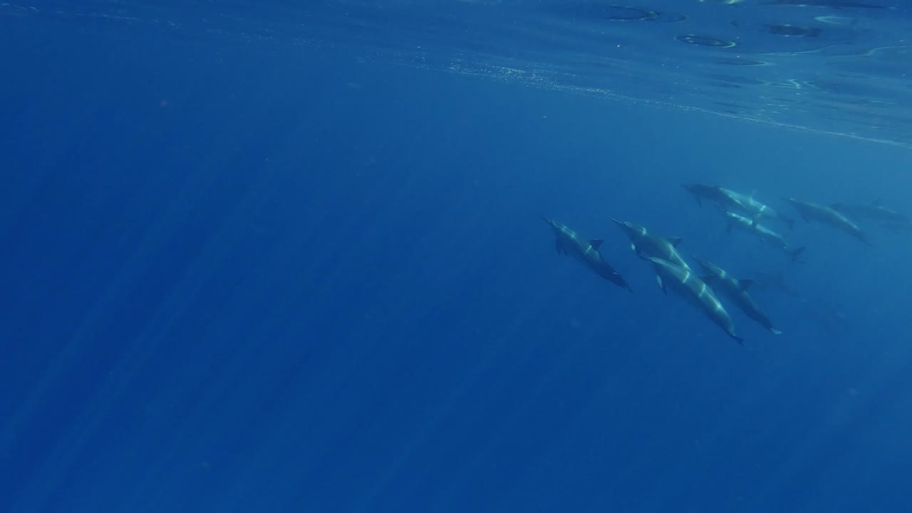 A Pod Of Beautiful Spinner Dolphins Surfacing For Air - Underwater shot