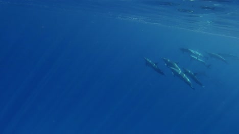 un grupo de hermosos delfines giradores que salen a la superficie para un disparo bajo el agua