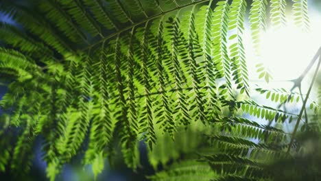 Nahaufnahme-Des-Farnblattes,-Naturhintergrund-Im-Sonnenlicht