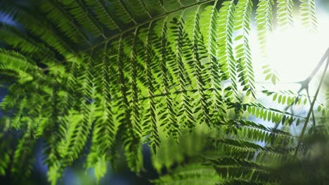 primer plano de hoja de helecho, fondo natural a la luz del sol