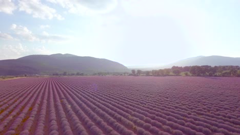 campo de lavanda visto desde el aire