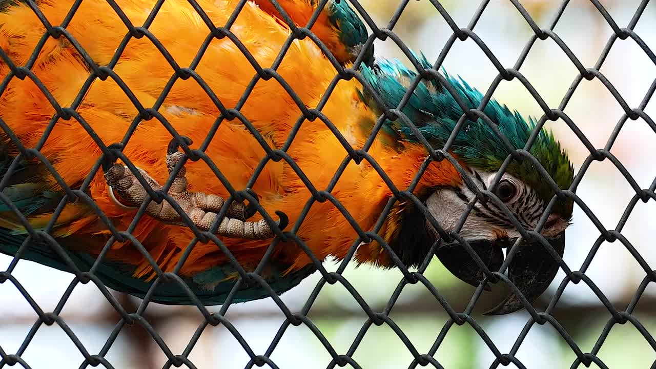 A colorful macaw closely interacts with a chain-link fence, showcasing its vibrant plumage and curious behavior.