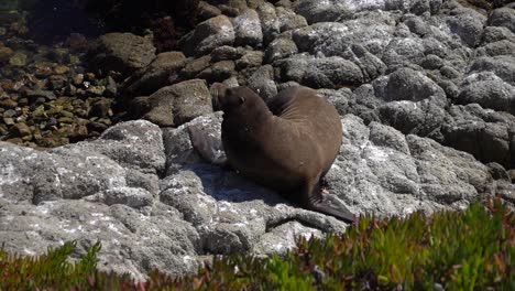 Seelöwe-Macht-Es-Sich-In-Der-Sonne-Gemütlich