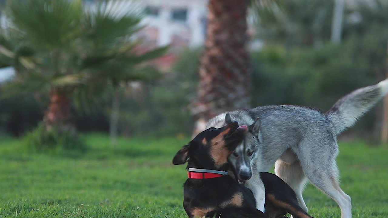 하스키 와 로트와일러 - 라브라도 혼합물 이 해가 지은 직후 잔디 에 있는 길 에서 싸워서 서로 물고 있다
