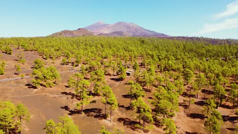 copas de los árboles del bosque con el majestuoso volcán teide en la isla de tenerife, vista aérea