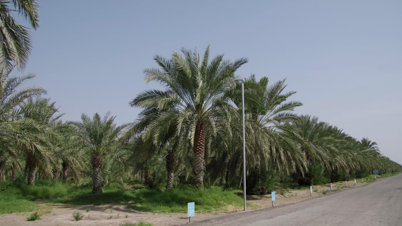 Guidando su una strada di campagna attraverso una piantagione di palme da dattero. - POV.