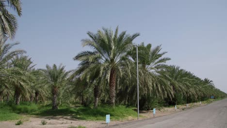 driving at country road passing through date palm trees plantation. - pov