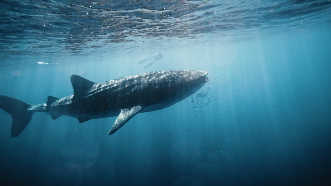 바다 표면에서 헤엄치는 고래 상어, 느린 동작으로 반이는 수중 빛