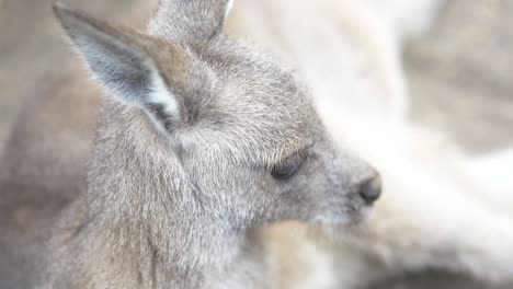 young kangaroo in australian conservation