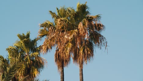 60FPS:-Soft-breeze-blows-through-palm-trees-with-beautiful-blue-sky-in-Barcelona---zoomed-shot