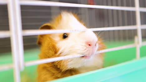 an abyssinian guinea pig explores its cage, peering through the bars with curiosity under bright lighting